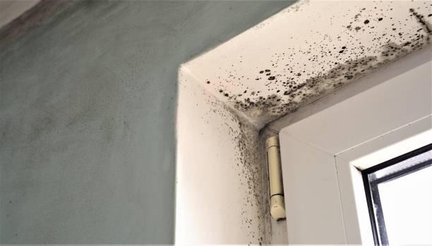 Reliable Clayton, GA Mold Removal Solutions