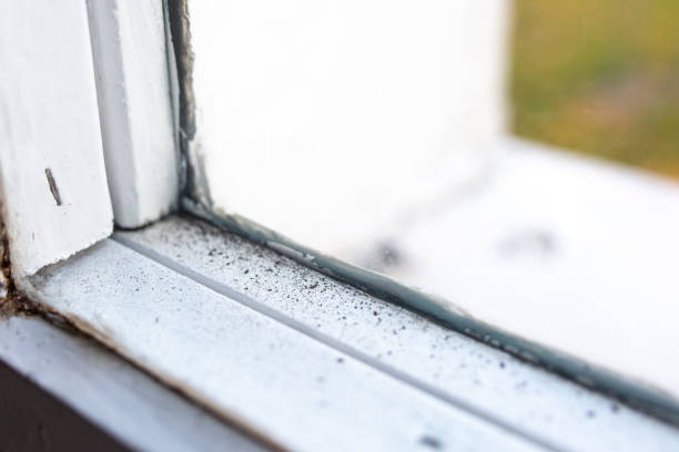 Best Post-Construction Mold Inspection  in Clayton, GA