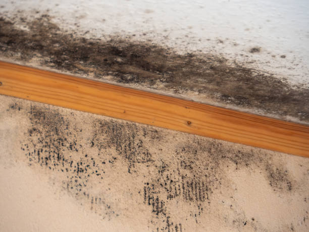 Best Industrial Mold Remediation  in Clayton, GA