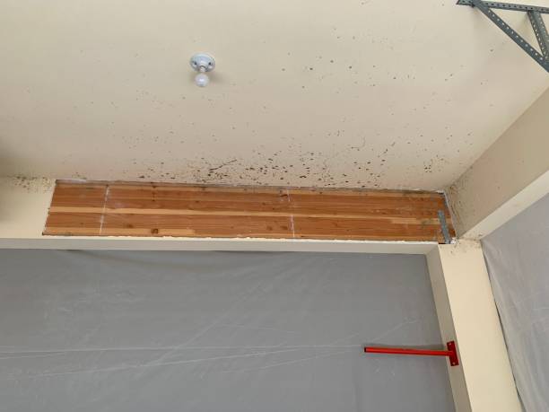 Best Dehumidification Services  in Clayton, GA