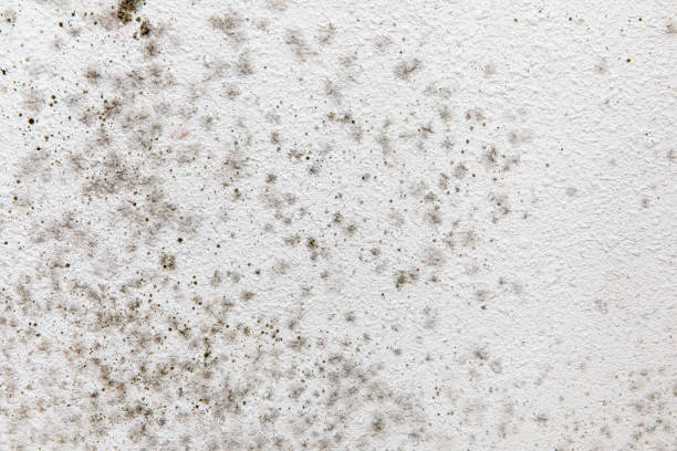 Best Emergency Mold Remediation  in Clayton, GA