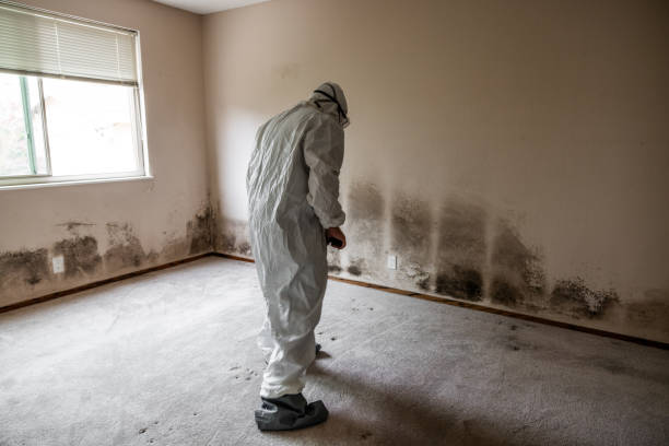 Best Commercial Mold Inspection  in Clayton, GA