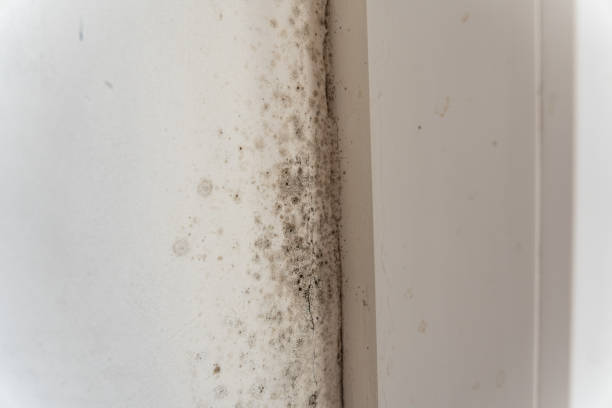 Best HVAC Mold Inspection and Cleaning  in Clayton, GA
